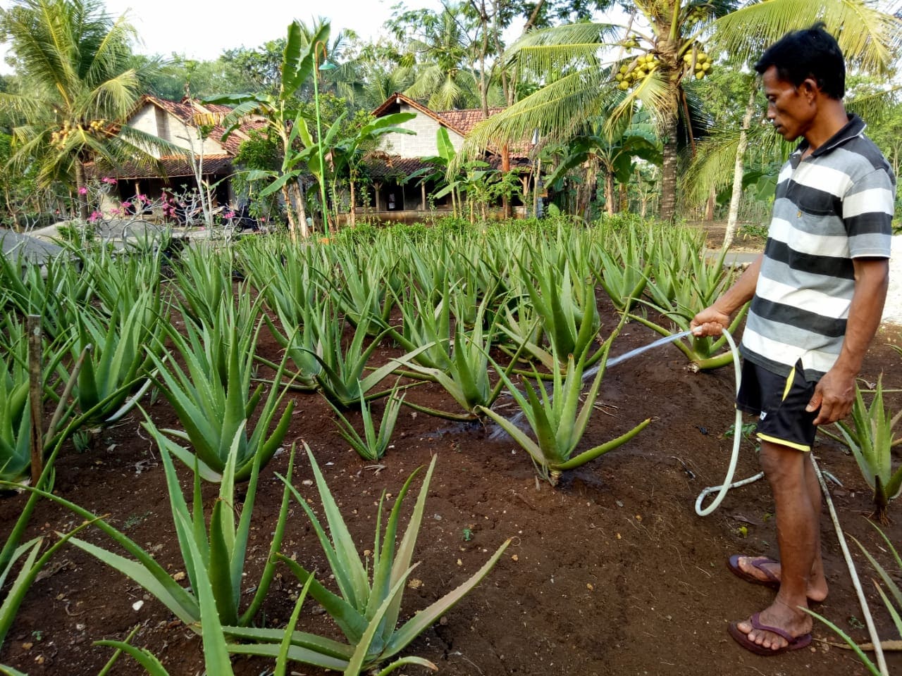 Budidaya Aloevera